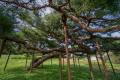 보령 산수동 소나무 썸네일 이미지
