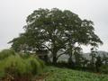 백야리 화백 당산나무 썸네일 이미지