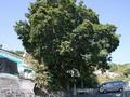 고소동 느티나무 썸네일 이미지