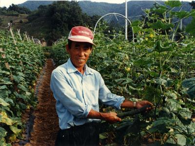 금수산 엄지오이 재배지 썸네일 이미지