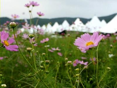 북천 코스모스 메밀 축제 썸네일 이미지